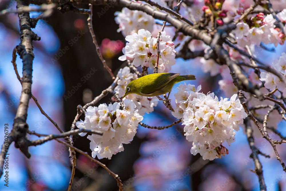 The Japanese White-eye and cherry blossoms. Located in Tokyo Prefecture Japan. The Japanese White-eye and cherry blossoms. Located in Tokyo Prefecture Japan.