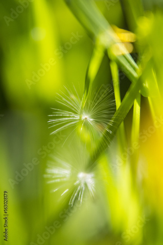 Bild auf Leinwand Pusteblumensamen