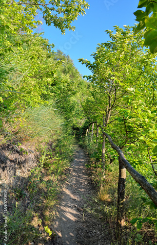 Mountain path among thickets of green trees