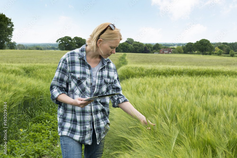 Woman with Tablet Computer Touching Green Wheat Plant in Field