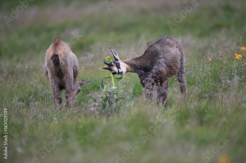 Chamois (Rupicapra rupicapra) Vosges Mountains, France  Gämsen Vogesen photo