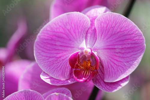 close up of beautiful pink phalaenopsis orchid flower