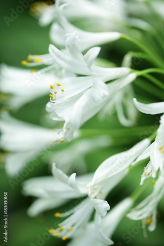 close up of white agapanthus flower as background.