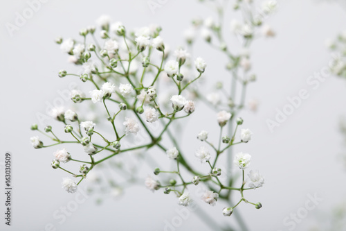 Close up of little white Gypsophila flowers