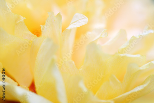 Wallpaper Mural close up of beautiful common purselane flower Torontodigital.ca