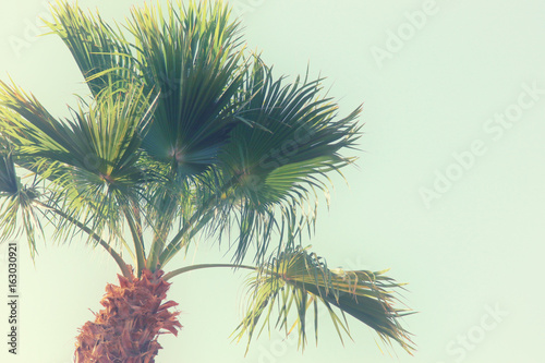 Palm trees against sky. retro style image. travel, summer, vacation and tropical beach concept © tomertu