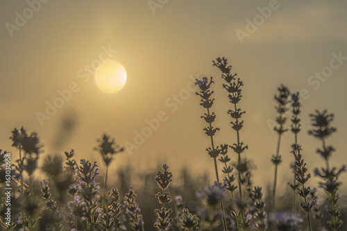 Lavender flowers in summer sunset 