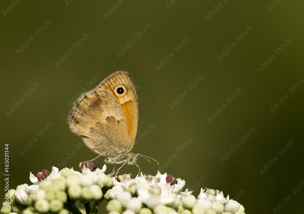 Fototapeta premium butterfly in green background isolated
