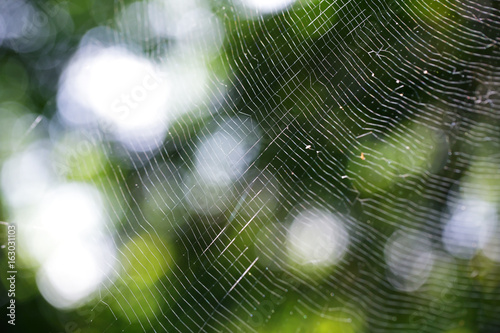 spider cobweb background with beautiful bokeh