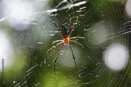 tropical spider on cobweb