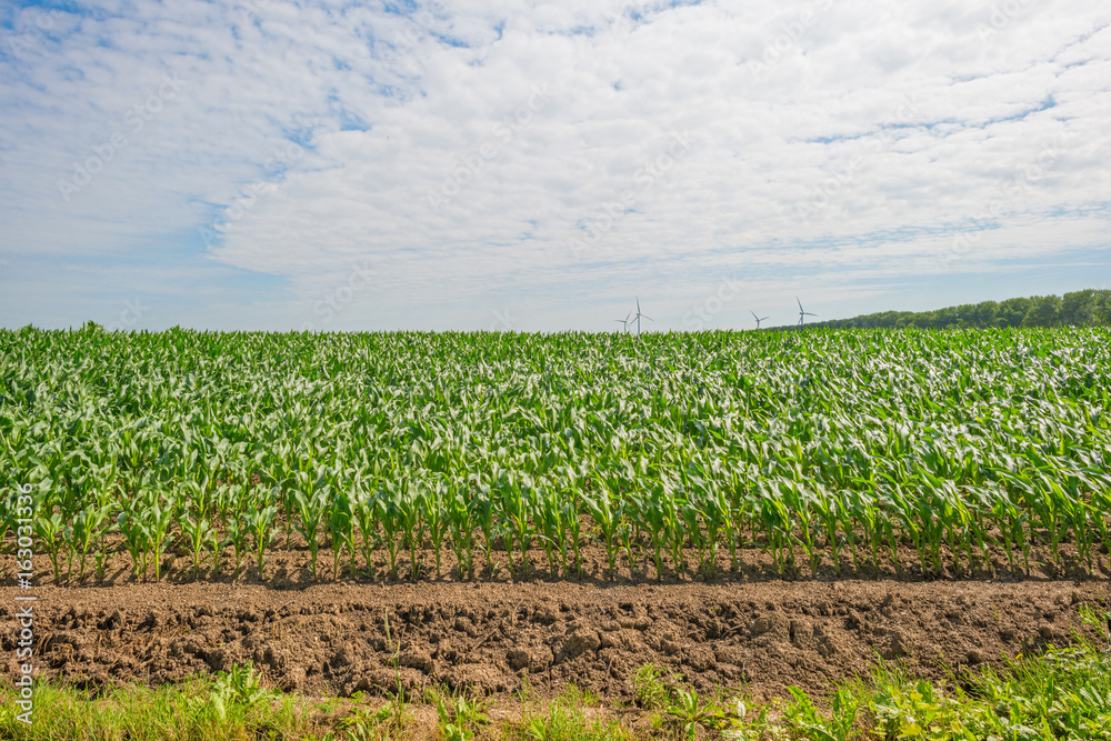 Corn growing in a field in summer