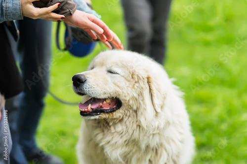 Remarkable fluffy dog with white fur that caress few hands. She is pleased, happy and smiling. Concept of friendship between man and dog photo