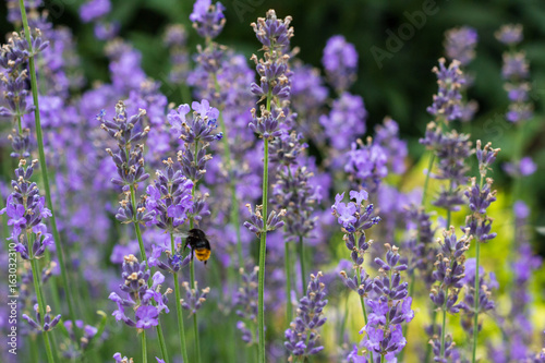 bumblebee on the field of lavender