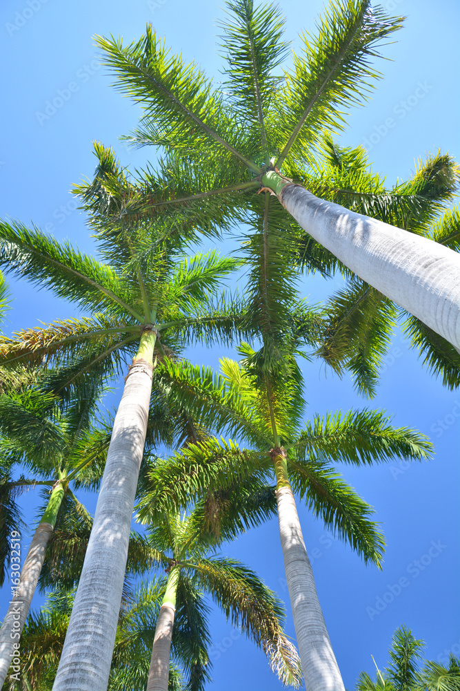 Naklejka premium Royal palm trees