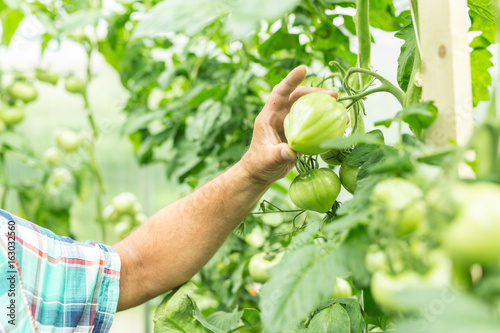 green tomato