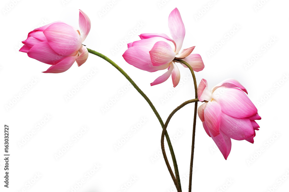 Fototapeta premium kwiat lotosu na białym tle.