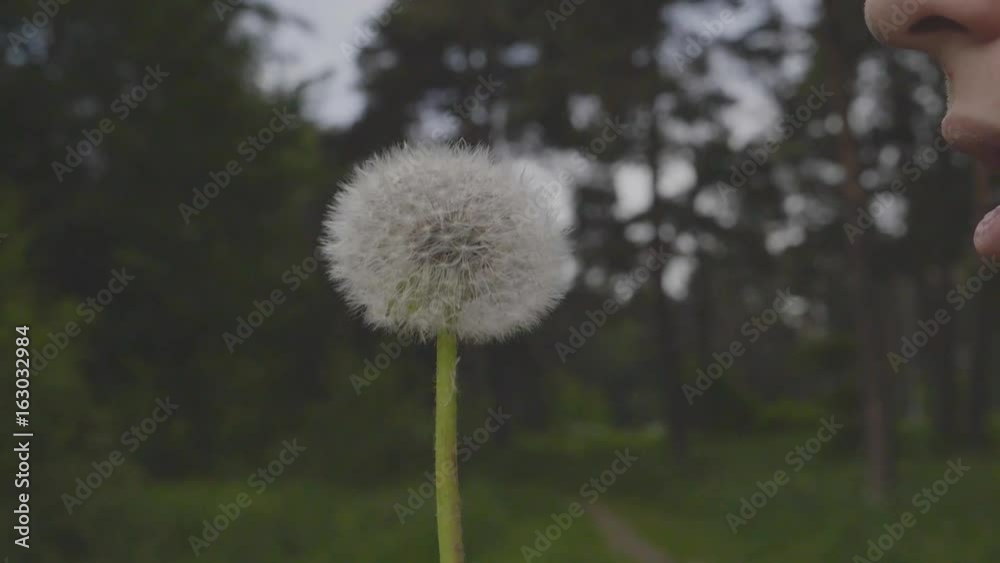 Man blowing on a fluffy dandelion, slow motion FHD stock footage. Man blowing on a fluffy dandelion, slow motion FHD stock footage.