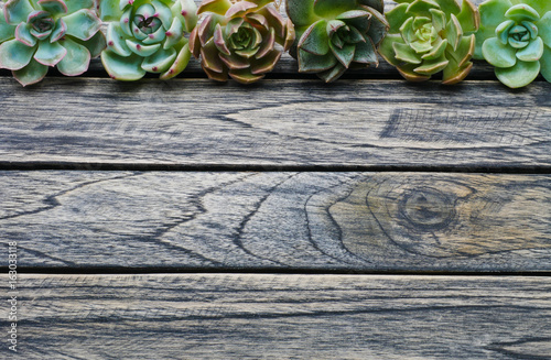 Top view cute succulent plant with copy space for text on wooden table background.