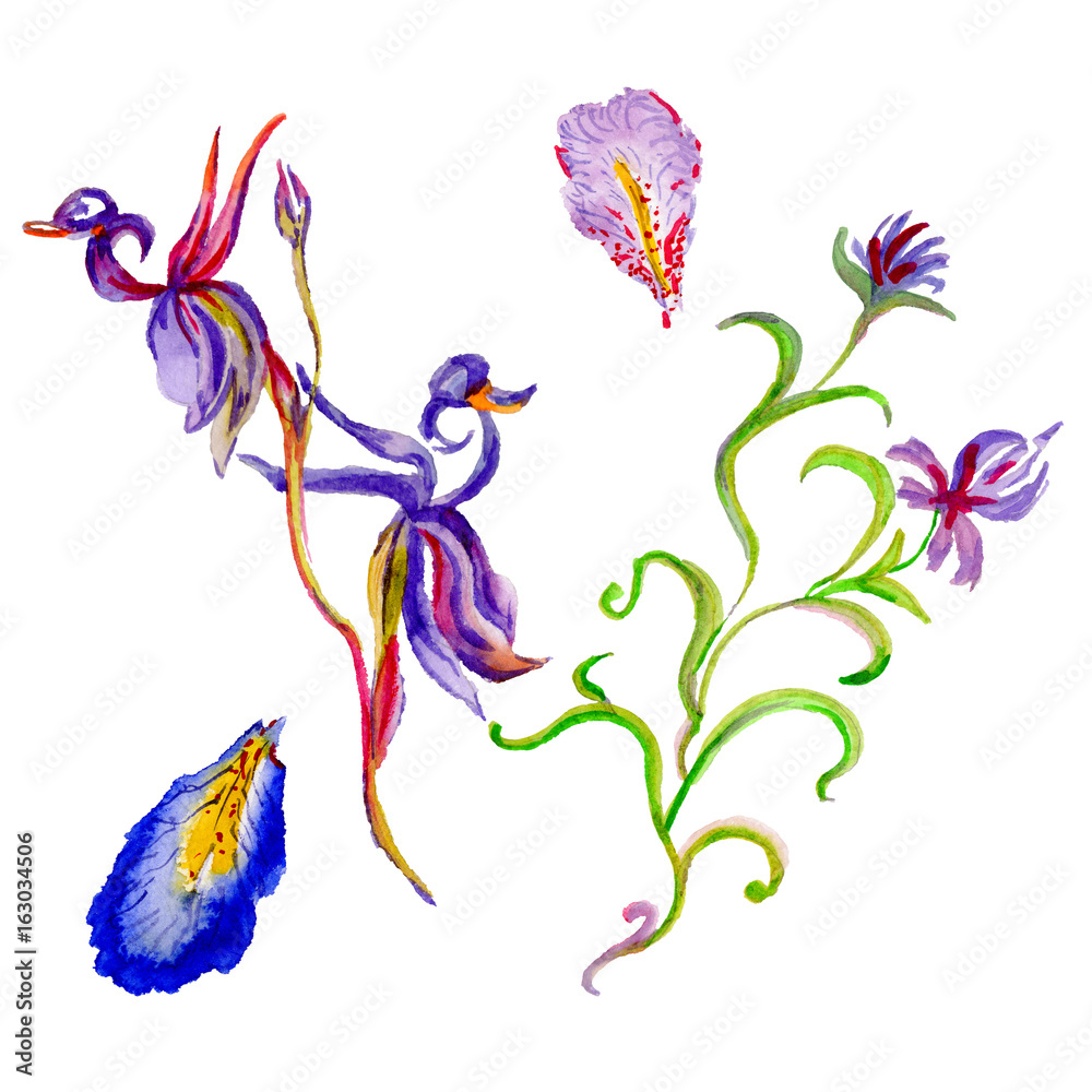 Wildflower iris flower in a watercolor style isolated. Full name of the plant: iris.Aquarelle wild flower for background, texture, wrapper pattern, frame or border.