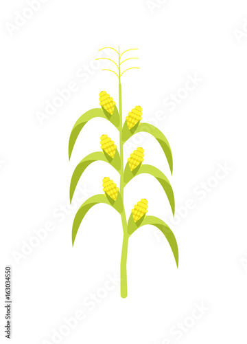 Corn on stalk icon. Agricultural farming, natural harvest vector illustration isolated on white background.