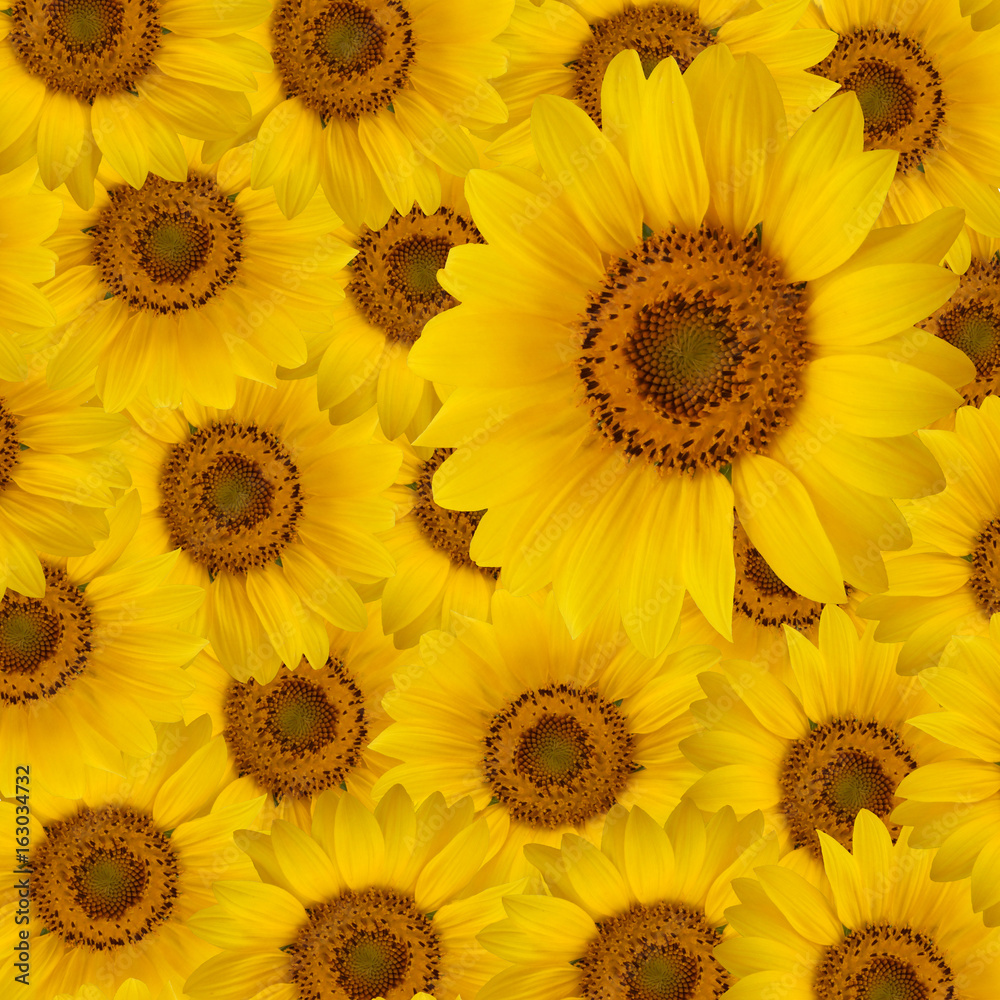 Obraz premium Girasole