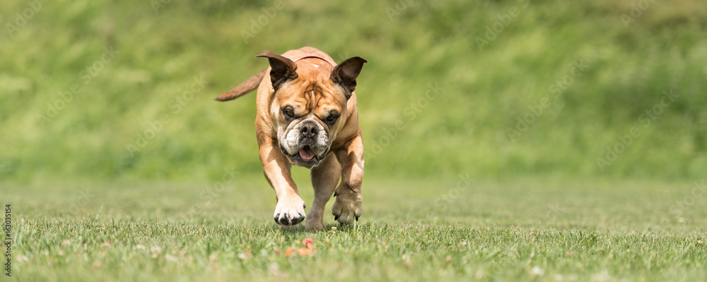 Hund rennt zum Spielzeug - Continental Bulldog