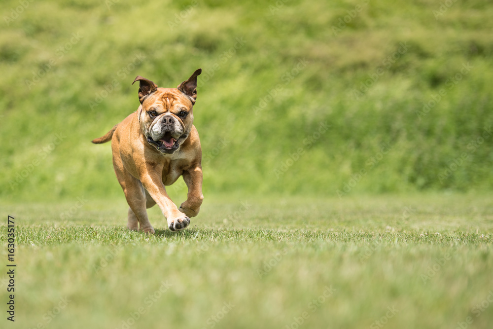 Continental Bulldogge rennt schnell über eine grüne Wiese