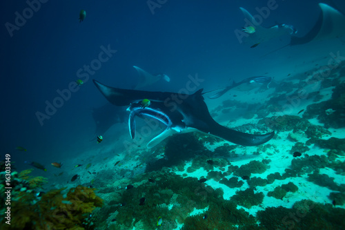 Manta ray