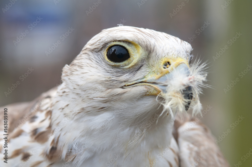 A falcon that just finished eating still has some feathers left over in its beak. A falcon that just finished eating still has some feathers left over in its beak.