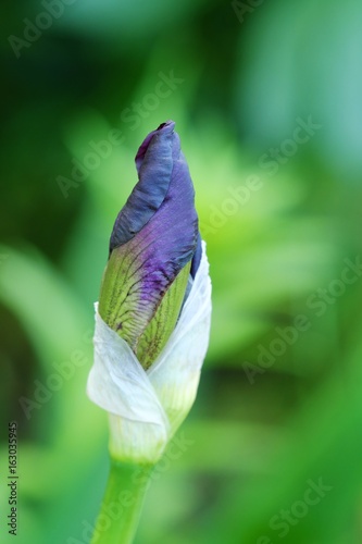 Fototapeta Naklejka Na Ścianę i Meble -  Beautiful Bud of iris in the summer garden