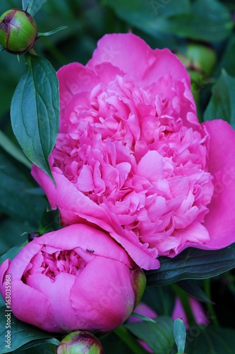 Fototapeta Naklejka Na Ścianę i Meble -  Beautiful pink peonies with buds in summer garden