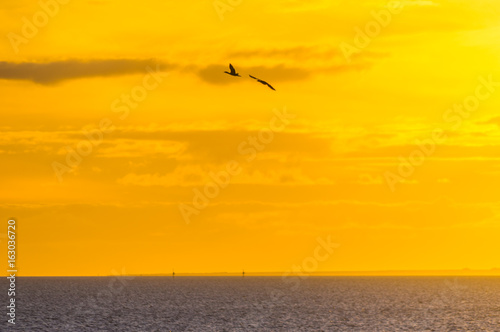 Birds in silhouete during a golden sunset at Weeroona Island located in Germein Bay South Australia