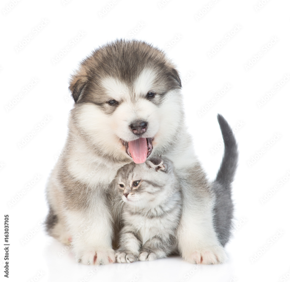 Puppy hugging a kitten. isolated on white background Puppy hugging a kitten. isolated on white background
