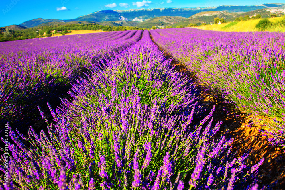 Naklejka premium Blooming lavender field. France, Provence