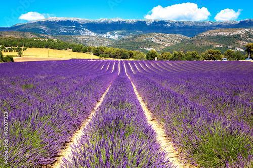 Blooming lavender field. France  Provence