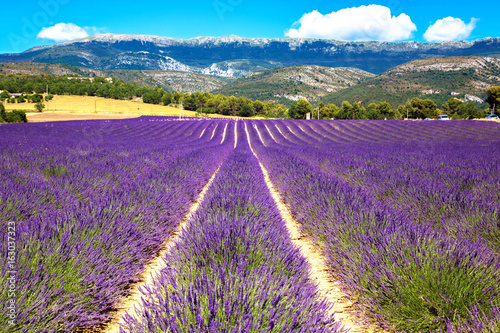 Fototapeta Naklejka Na Ścianę i Meble -  Blooming lavender field. France, Provence