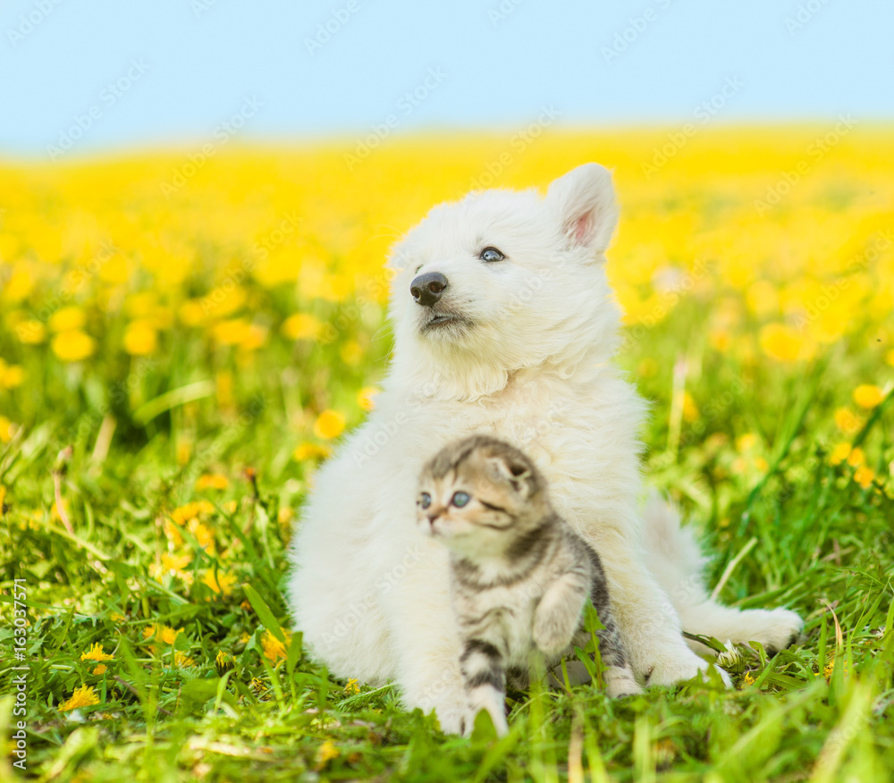 Puppy hugging a kitten on a field of dandelions and looking away