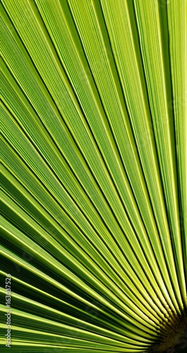Close up of a fan shaped Palm leaf