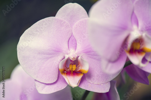 Flower of Purple orchid