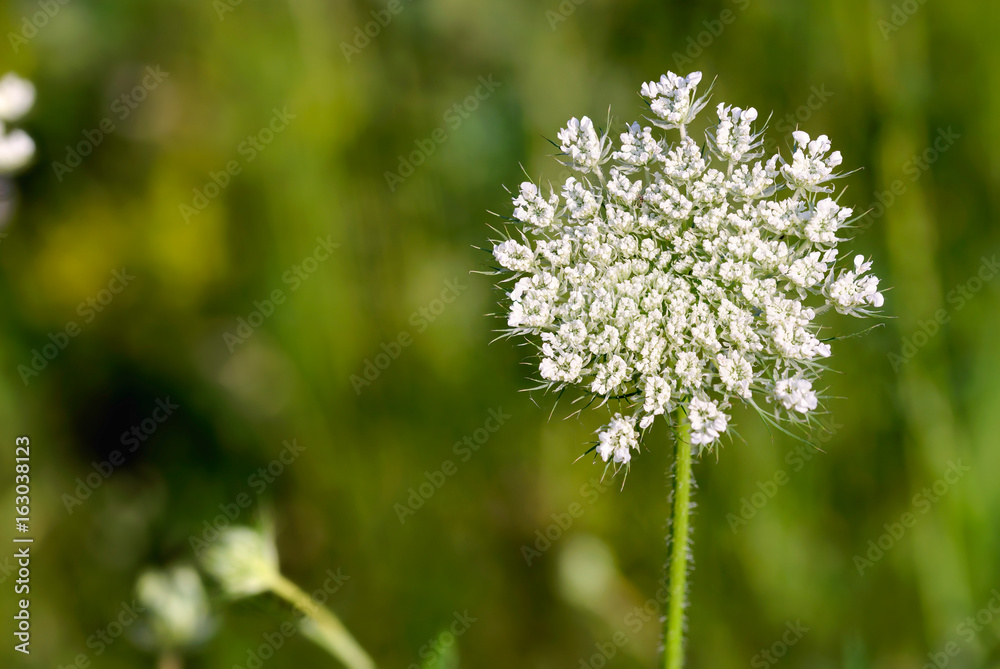 Macro of an open wild carrot (Daucus Carota) in the meadow close to the Dnieper river in Kiev, Ukraine Macro of an open wild carrot (Daucus Carota) in the meadow close to the Dnieper river in Kiev, Ukraine