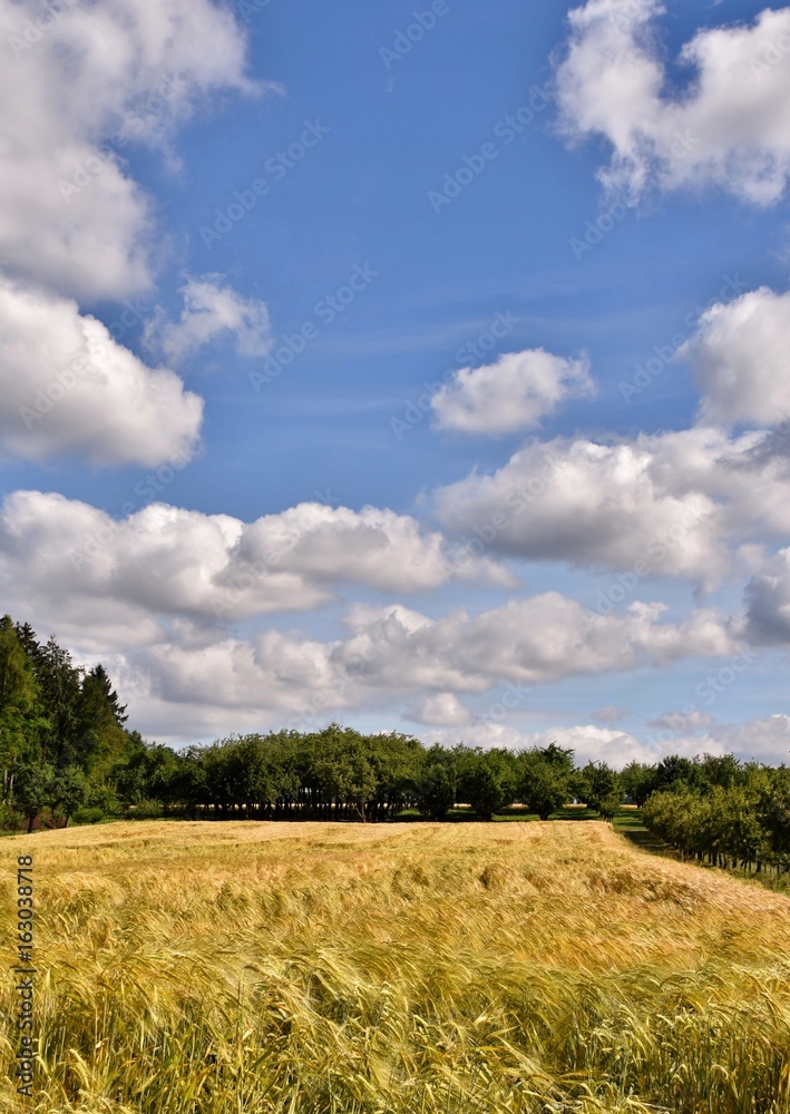Landscape with a cornfield and blue sky on a summers day