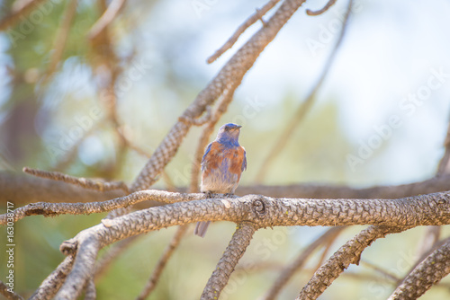Western bluebird in on branch of a pine tree, Cuyamaca State Park, Julian, Califronia photo