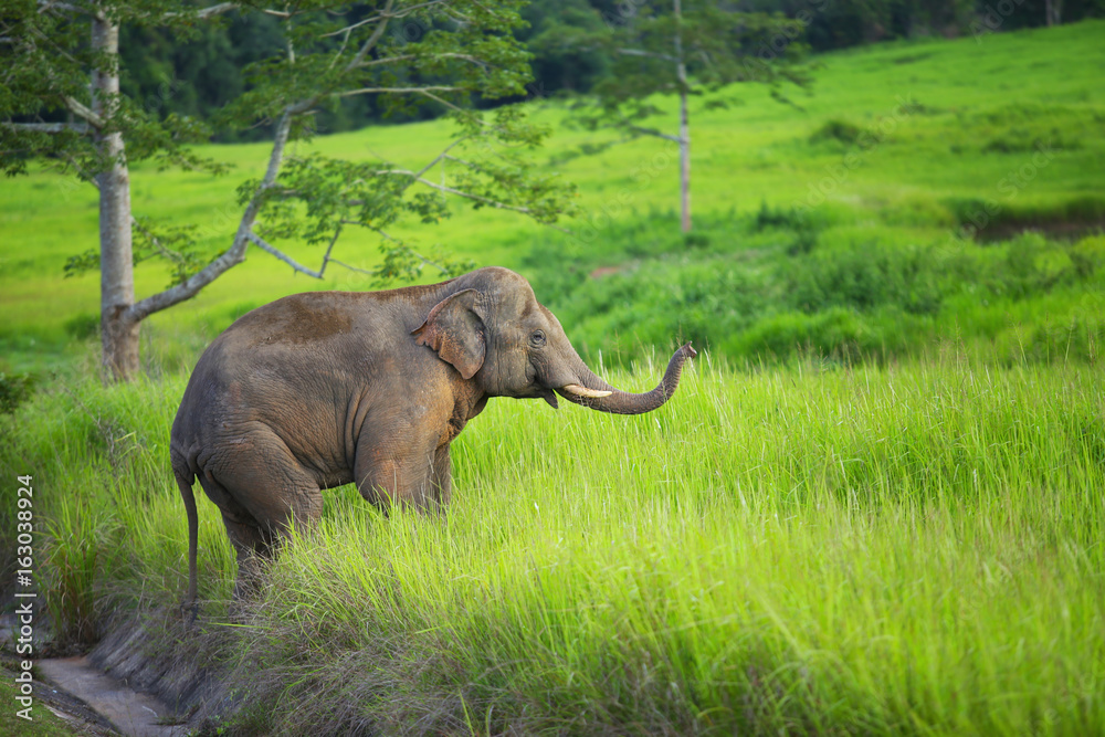 he young elephant walking into the lush forest