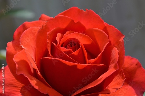 A Colourful Red Rose.