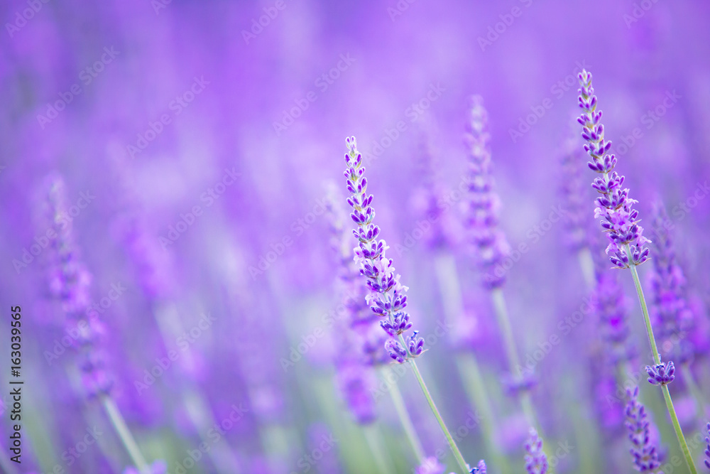 Beautiful image of lavender field over summer sunset landscape. Beautiful image of lavender field over summer sunset landscape.
