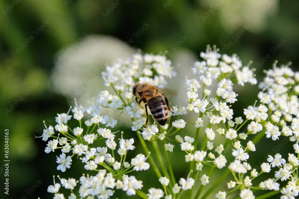Hard-working bee collects nectar on a flower on a Sunny meadow. Hard-working bee collects nectar on a flower on a Sunny meadow.