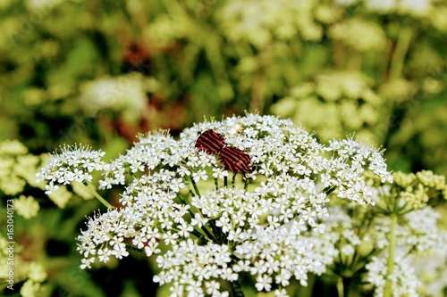 Pair Italian striped bugs does something on the flower. I wonder what? photo