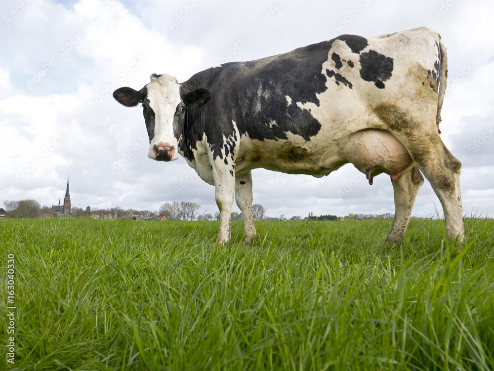 An enormous cow standing in a field with a small village in the background. An enormous cow standing in a field with a small village in the background.