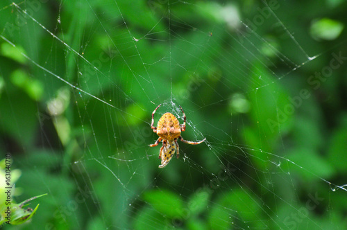 Spider wrapping its victim (wasp) up into the web for further eating. Spider wrapping its prey in silk.