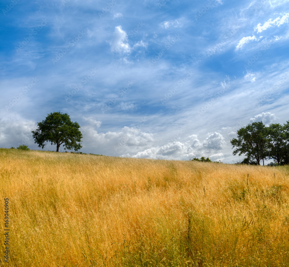 Summer aspect of the Galician countryside